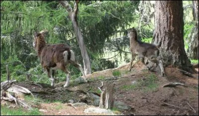 L'argali est...