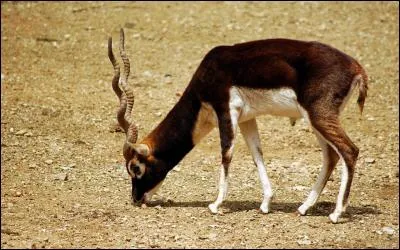 Quel est le poids d'une antilope cervicapre ? (environ)