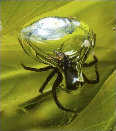 Où vit cette araignée du nom d'argyronète ?