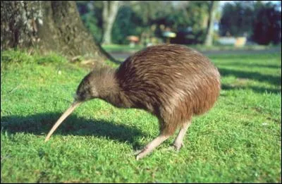 Lequel de ces fruits porte le même nom que cet oiseau ?