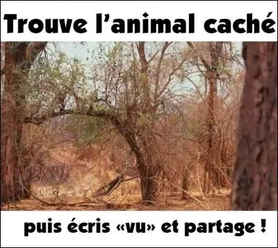 Vous avez l'il ? Alors trouvez l'animal caché. L'avez-vous vu ?