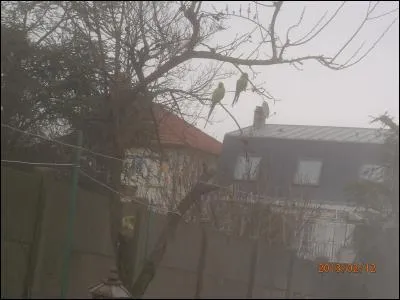 Terminez les paroles de cette chanson de 1931 : Ils sont dans les vignes ...