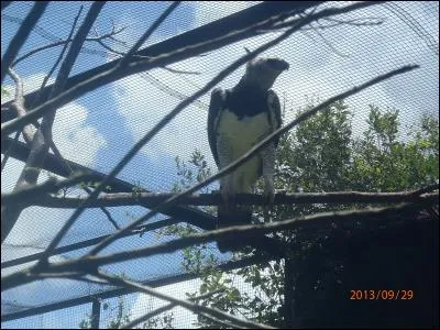 Regardez bien ce rapace, il est le cousin d'un autre, chanté par Hugues Aufray !