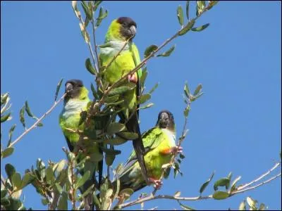 Terminez cette citation : Un seul oiseau est en cage ...