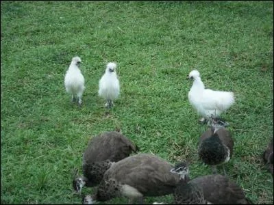 Proverbe : A chaque oiseau, son ...