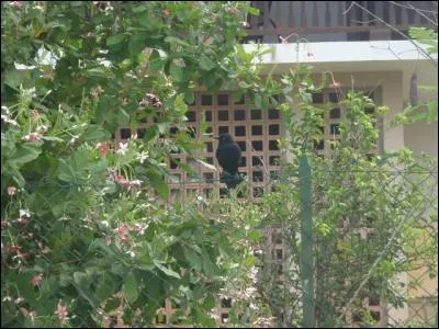 Proverbe : Une ... ne fait pas le printemps !