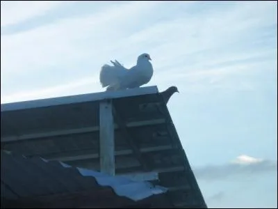 Trouvez l'auteur de : Tu dis que tu aimes les fleurs et tu leur coupes la queue, tu dis que tu aimes les chiens et tu les mets en laisse, tu dis que tu aimes les oiseaux et tu les mets en cage, tu dis que tu m'aimes alors moi j'ai peur !