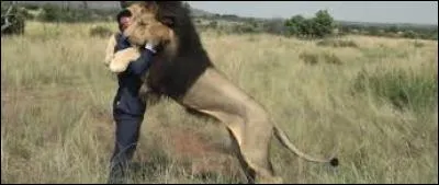 Ce lion...