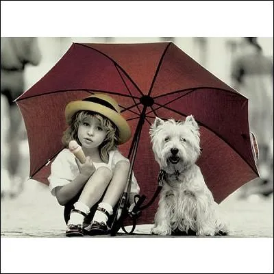 Si le chien s'est oublié, que dire ?