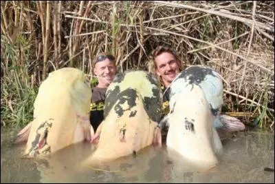 Dans le Tarn, en France, les silures se spécialisent dans la capture des pigeons !