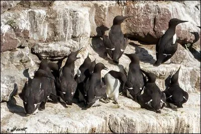 Le guillemot est un alcidé, tout comme son cousin le pingouin, comme lui il vole, mais il a une autre particularité, ses oeufs ont la forme d'une poire !