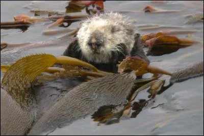 Le kelp est une algue géante des mers froides, sa tige est comestible !