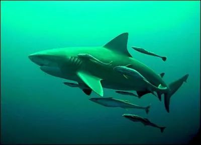 On a observé un requin bouledogue au Pérou, dans le fleuve Amazone, à plus de 3700 km de la côte !