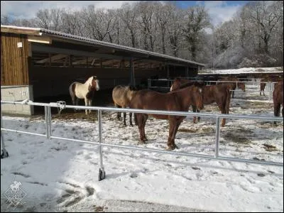 Quel est l'endroit où les poneys sont souvent regroupés en liberté ?