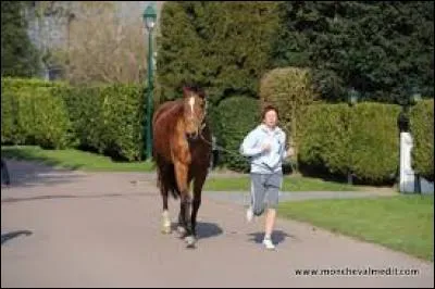 En main, si votre cheval ou votre poney se colle contre vous, ou marche sur votre pied, vous :
