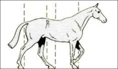 Le pas est une allure à :