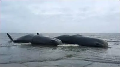 Laquelle de ces qualités faut-il avoir ?