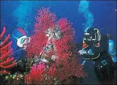 Quelle taille font les animaux prélevés par les océanologues ?