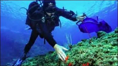 Quel est le salaire minimum d'un océanologue ?