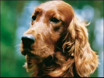 Ça c'est le mien ! Quelle est la race de ce chien ?