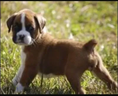 Ce chien est-il dangereux ?