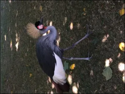 Lequel de ces chiens est un bichon maltais ?