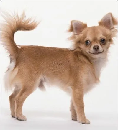 À quoi le chihuahua sert-il ?