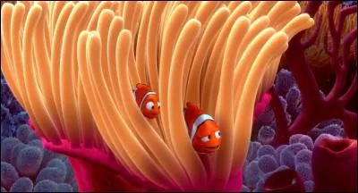 Combien de fois Nemo et son papa sortent-ils de l'anémone et rentrent-ils dedans avant d'aller à l'école ?