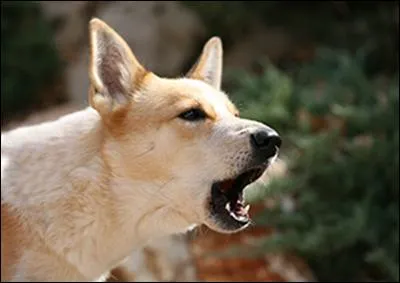 Comment aboie un chien en Chine ?