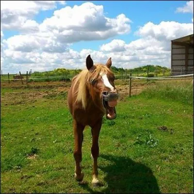 Lequel de ces animaux hennit ?