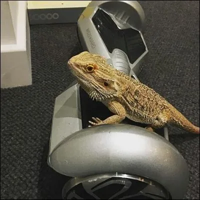 Comment s'appelle le lézard de Connor ?