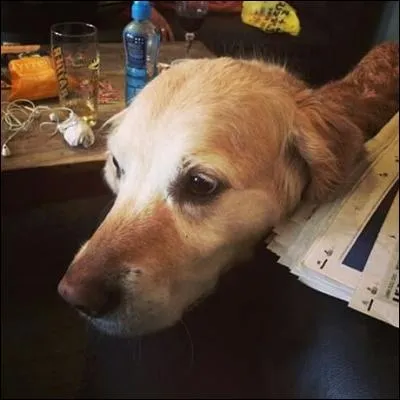 Comment s' appelle le chien de Bradley ?