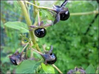 Lequel de ses Pokémon n'est pas de type plante poison?