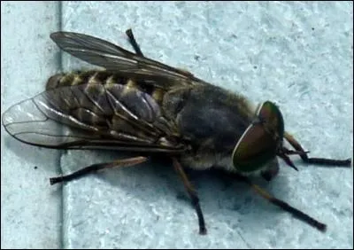 Si vous allez en vacances &agrave; la campagne, pr&egrave;s des chevaux et des vaches, m&eacute;fiez-vous du taon qui passe. Mais seule la femelle vous piquera et &ccedil;a fera tr&egrave;s mal.