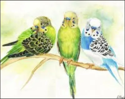 Pépiement des oiseaux :