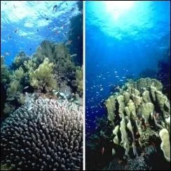 Laquelle de ces actions n'est pas dconseille aprs une plonge ?