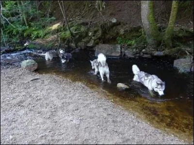 Quelle est cette race de chien ?