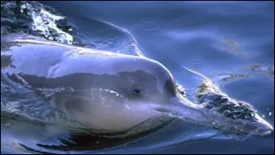 De quoi l'animal ci-dessus est-il victime ?