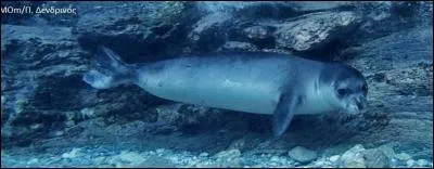 Quelle est cette race de phoque ?