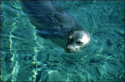 Par qui est-il menacé ?