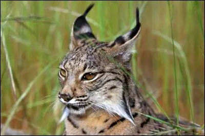 Ensuite, nommez la race de ce lynx.