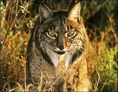 Par quoi est-il menacé ?