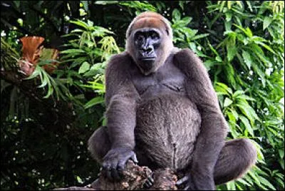 Quel est ce gorille ?