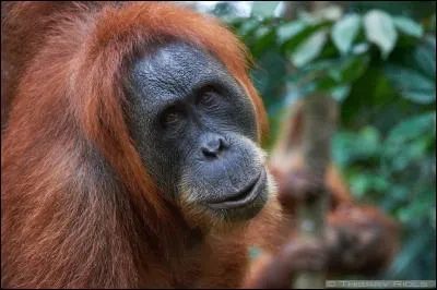 Enfin, citez la race de cet orang-outan.
