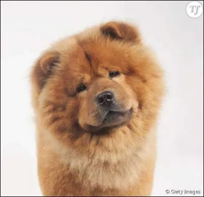 Quelle est la race de ce chien ?