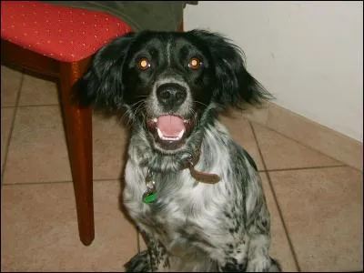 Quelle est la race de ce chien ?