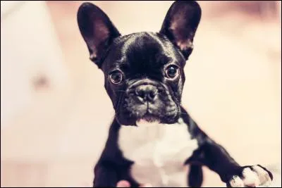 Quelle est la race de ce chien ?