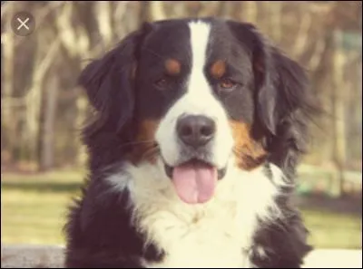 Quelle est la race de ce chien ?
