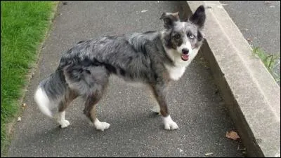 Quelle est la race de ce chien ?