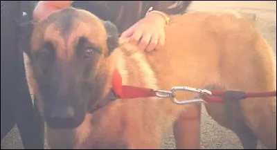 Quelle est la race de ce chien ?